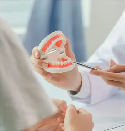 A dentist holds a model of the jaws while talking with a patient