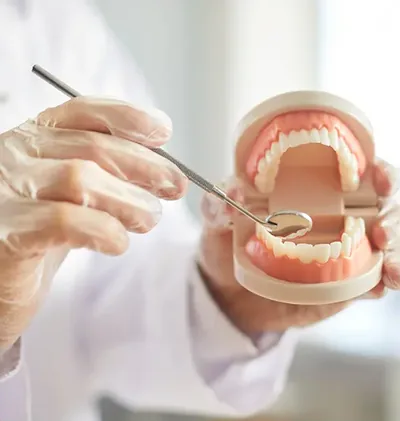 A gloved hand holds a model of the teeth beside a mouth mirror