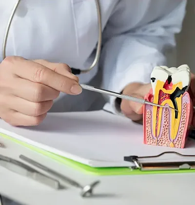 An instrument points at a cross section tooth model on a desk